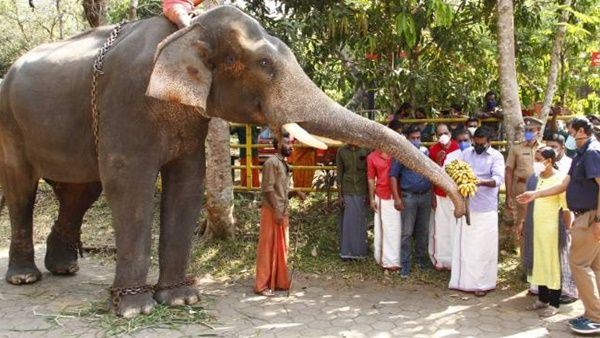 കോന്നി എലിഫന്റ് മ്യൂസിയം ഉദ്ഘാടനം ഫെബ്രുവരി 16ന് മന്ത്രി കെ രാജു നിര്‍വ്വഹിക്കും