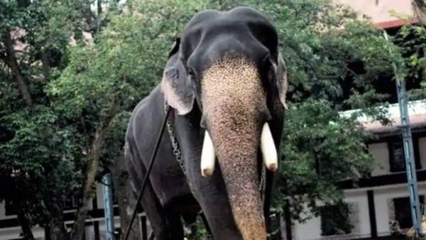 കൊമ്പന്‍ വലിയ കേശവന്‍ ചരിഞ്ഞു, യാത്രയായത് ഗുരുവായൂരിന്റെ പ്രിയപ്പെട്ടവന്‍