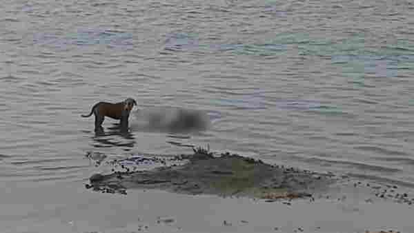 ഗംഗയില്‍ ഒഴുകിയെത്തിയ 71 മൃതദേഹങ്ങള്‍ സംസ്‌കരിച്ചു; സംസ്ഥാനങ്ങള്‍ക്ക് കേന്ദ്രത്തിന്റെ ജാഗ്രത നിര്‍ദ്ദേശം