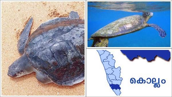 ഒരു നേരത്തെ വിശപ്പടക്കാന്‍ കഴിച്ച ആമയിറച്ചി എടുത്തത് 32 ജീവനുകള്‍; കൊല്ലത്തെ ഞെട്ടിച്ച ദുരന്തം, അറുപതാണ്ട്