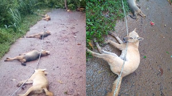 പേരാമ്പ്രയില്‍ പൊട്ടിവീണ വൈദ്യുതി ലൈനില്‍ നിന്നും ഷോക്കേറ്റ് 6 കുറുക്കന്‍മാര്‍ ചത്തു