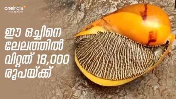 ഒച്ചുകളുടെ കൂട്ടത്തിലെ വിവിഐപി, ഈ സ്വർണ നിറക്കാരനെ ആന്ധ്രയിൽ ലേലത്തിന് വിറ്റത് 18,000 രൂപയ്ക്ക്