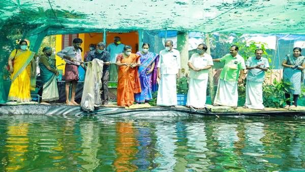 സുഭിക്ഷകേരളം പദ്ധതിയുടെ ഭാഗമായുള്ള മത്സ്യകൃഷി; വിളവെടുപ്പ് ഉത്സവമാക്കി തോളൂര്‍ ഗ്രാമപഞ്ചായത്ത്