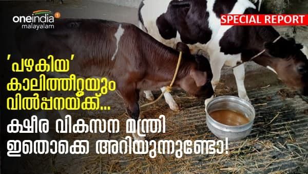 'പഴകിയ' കാലിത്തീറ്റകൾ വിൽപ്പനക്ക്; ക്ഷീര വികസന മന്ത്രി ഇതൊക്കെ അറിയുന്നുണ്ടോ?