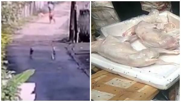 ഹോട്ടലുകളില്‍ പട്ടി ഇറച്ചിയോ? കൊച്ചിയില്‍ തെരുവുനായയെ അടിച്ചുകൊന്ന് വണ്ടിയില്‍ കയറ്റിയത് എന്തിന്? അന്വേഷണം