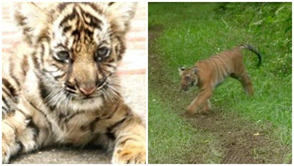 നാട്ടുവാസം കഴിഞ്ഞ് കാട്ടിലേക്കിറങ്ങി 'മംഗള'; ലക്ഷ്യം വേട്ടയാടലിന്റെ പ്രാക്ടിക്കൽ പരിശീലനം