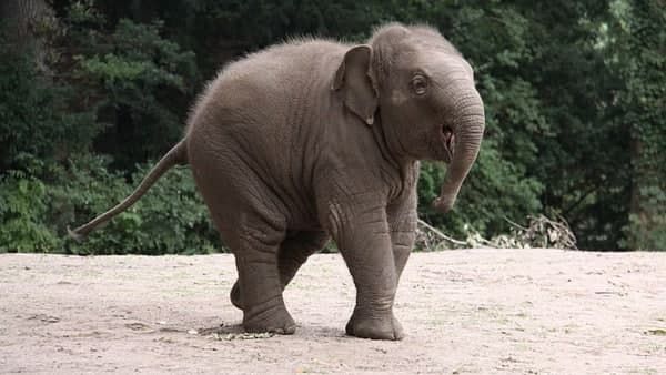 വൈറസ് ബാധ: കോട്ടൂരിൽ ഒരാഴ്ചക്കിടെ ചരിഞ്ഞത് രണ്ട് കുട്ടിയാനകൾ, കൂടുതൽ ആനകൾ നിരീക്ഷണത്തിൽ...