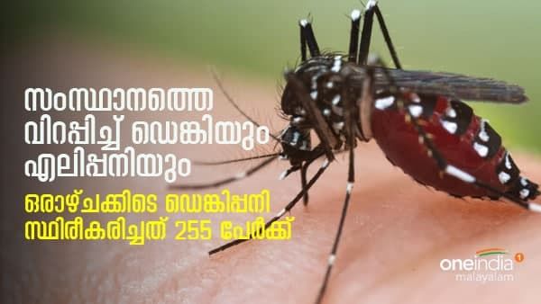 സംസ്ഥാനത്തെ വിറപ്പിച്ച് ഡെങ്കിപ്പനി;ഒഴാഴ്ചക്കിടെ രോഗം സ്ഥിരീകരിച്ചത് 255 പേർക്ക്! എലിപ്പനി കേസുകളും ഉയരുന്നു