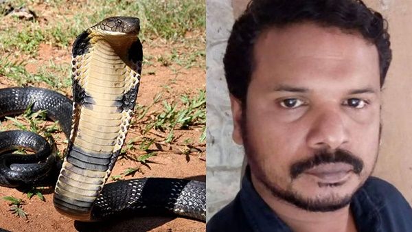 തിരുവനന്തപുരം മൃഗശാലയിലെ ജീവനക്കാരൻ രാജവെമ്പാലയുടെ കടിയേറ്റ് മരിച്ചു