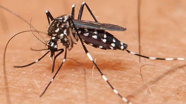 സിക്ക വൈറസ്; ജനങ്ങൾ ആശങ്കപ്പെടേണ്ടതില്ല; കരുതൽ അനിവാര്യം: ജില്ലാ മെഡിക്കൽ ഓഫീസർ