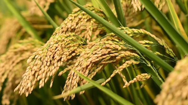 ഇന്ന് ചിങ്ങം ഒന്ന്, കാര്‍ഷിക സമൃദ്ധിക്കായി ഒരുമിക്കാം, കര്‍ഷകര്‍ക്കൊപ്പമെന്ന് മുഖ്യമന്ത്രി