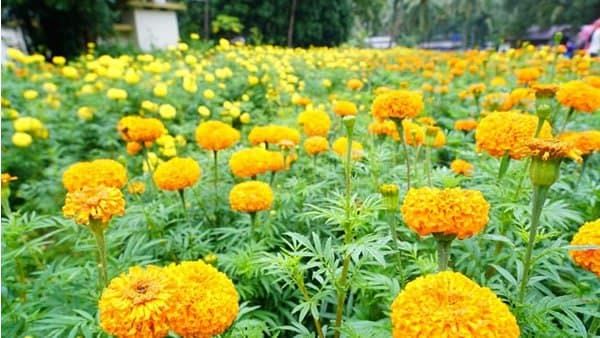 നിറമരുതൂരില്‍ നിന്ന് ഒരുലോഡ് പൂക്കള്‍... വേറിട്ട ചരിതം തീര്‍ത്ത് മലപ്പുറത്തെ ഓണ വിശേഷങ്ങള്‍