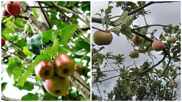 കാന്തല്ലൂരിലെ ആപ്പിൾ കാലം; ലോക്ക്ഡൗൺ ഇളവുകളിൽ വിനോദ സഞ്ചാരികളെ കാത്ത് മൂന്നാർ