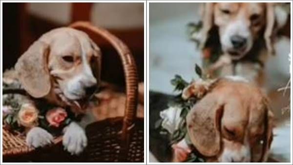 ഒടുവില്‍ ആക്‌സിഡിന്റെ വധുവായി ജാന്‍വി; തൃശൂരില്‍ അപൂര്‍വ്വ നായ കല്യാണം, പ്രണയകഥ ഇങ്ങനെ