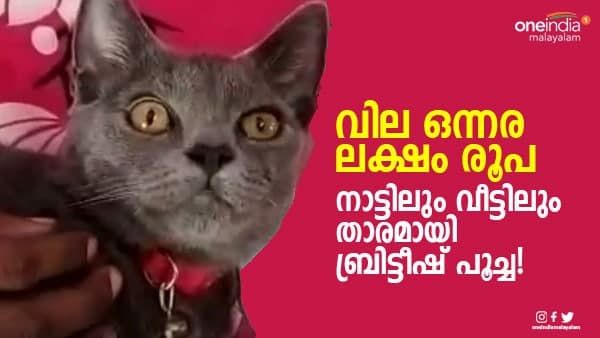 വില ഒന്നര ലക്ഷം രൂപ; നാട്ടിലും വീട്ടിലും താരമായി ബ്രിട്ടീഷ് പൂച്ച