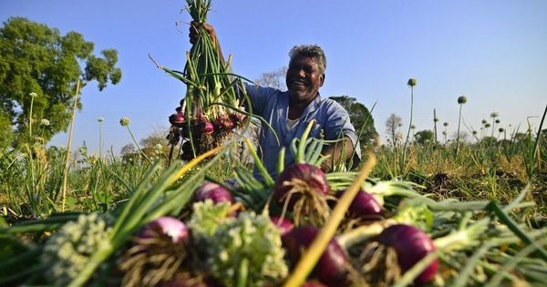 കൊറിയയില്‍ ഉള്ളി കൃഷിക്ക് ഒരു ലക്ഷം രൂപ ശമ്പളം; ഇറങ്ങിതിരിച്ചവര്‍ പിന്‍വലിഞ്ഞു, കാരണം ഇതാണ്