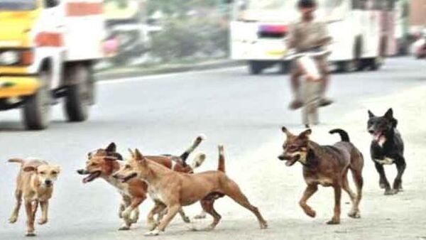 പേവിഷ ബാധയേറ്റാല്‍ മരണമൊഴിവാക്കാന്‍ എന്ത് ചെയ്യണം? ഇക്കാര്യങ്ങള്‍ തീര്‍ച്ചയായും അറിഞ്ഞിരിക്കണം