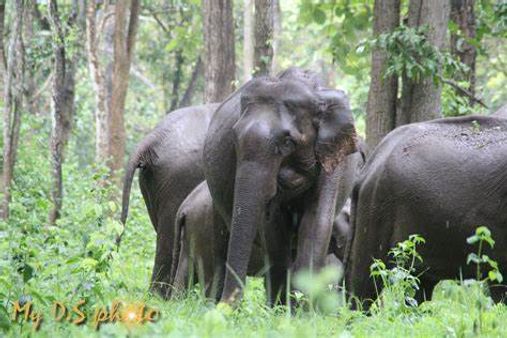 കാട്ടാനകളെ തുരത്താന്‍ ഇതാണൊരു വഴി; സോളാര്‍ വൈദ്യുതി വേലിയുമായി മലയോര കര്‍ഷകര്‍