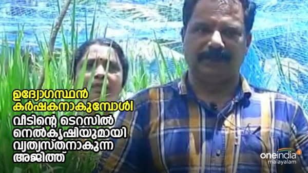 വീടിന്റെ ടെറസില്‍ നെൽകൃഷിയുമായി വ്യത്യസ്തനാകുന്ന അജിത്ത് ; ഉദ്യോഗസ്ഥൻ കർഷകനാകുമ്പോൾ!!!