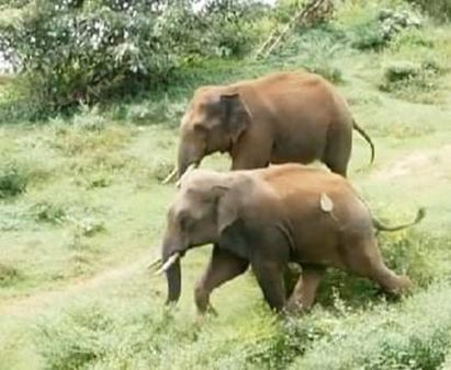 കാട്ടാനകള്‍ നഗരത്തെ മുള്‍മുനയിലാഴ്ത്തിയത് മണിക്കൂറുകള്‍: ആനപ്പേടിയില്‍ ഇരിട്ടി