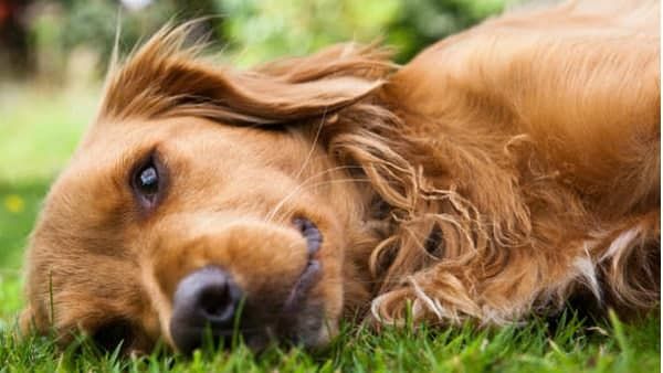 കൊവിഡ് പിടിമുറുക്കുന്നു; ആൽഫ വകഭേദം നായ്ക്കളിലും പൂച്ചകളിലും; പഠന റിപ്പോർട്ട് പുറത്ത്