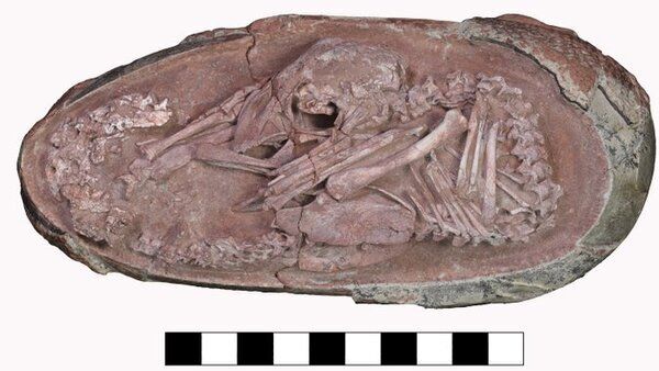 72 ദശലക്ഷം വര്‍ഷം പഴക്കമുള്ള ദിനോസര്‍ ബ്രൂണം കണ്ടെത്തി, ശാസ്ത്രലോകത്തെ ഞെട്ടിച്ച് ബേബി യിംഗ്ലിയാങ്