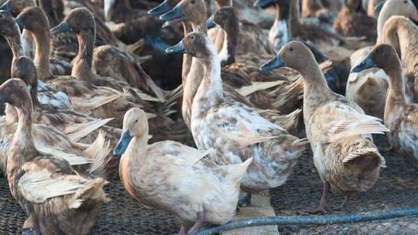 കേരളത്തില്‍ പക്ഷിപ്പനി: ജില്ലകൾക്ക് ജാഗ്രതാ നിർദേശം നൽകി, മുൻ കരുതലുകൾ ആവശ്യമെന്നും മന്ത്രി