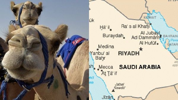 ഒട്ടകങ്ങളുടെ മൂക്ക് വലിച്ച് നീട്ടി, ബോട്ടോക്സ് കുത്തിവെച്ചു: തട്ടിപ്പിനെതിരെ നടപടി സ്വീകരിച്ച് സൗദി