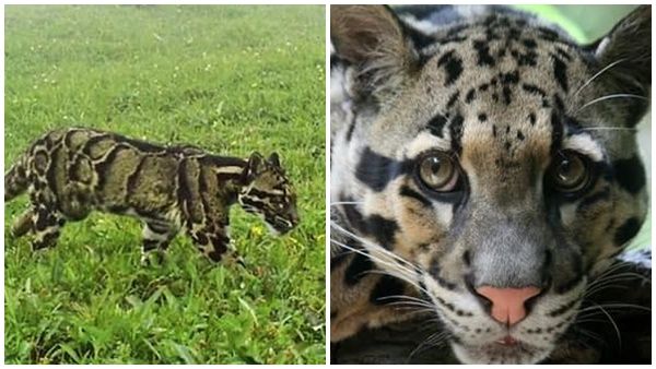 നാഗാലാൻഡിൽ കണ്ടെത്തിയത് ഉഗ്രൻ പുള്ളിപ്പുലി; 3,700 മീറ്റർ ഉയരെ ഗവേഷകർ കണ്ടത് ഇതാണ്