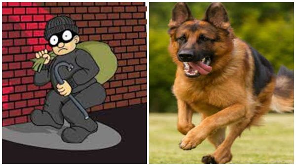 മോഷ്ടാവ് എത്തി: ഹീറോയായി അവതരിച്ച് ബ്രൂണോ; തക്കസമയത്ത് വളർത്തു നായയുടെ ഇടപെടൽ