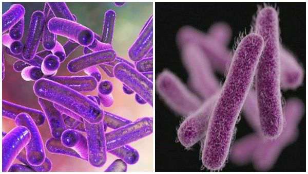 ഷിഗല്ല ആശങ്കപ്പെടേണ്ടെന്ന് ഡോ.ആർ.രേണുക; മുൻകരുതൽ സ്വീകരിച്ച് ആരോഗ്യ വകുപ്പ് രംഗത്ത്