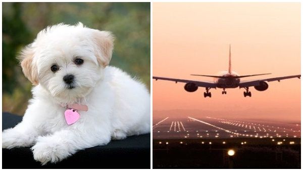 നായ ഇല്ലാതെ ഞാനും ഇല്ല; നാട്ടിൽ എത്താൻ വിസമ്മതിച്ച് ഇന്ത്യൻ വിദ്യാർത്ഥി; നടപടി ക്രമങ്ങൾ നീണ്ടത്