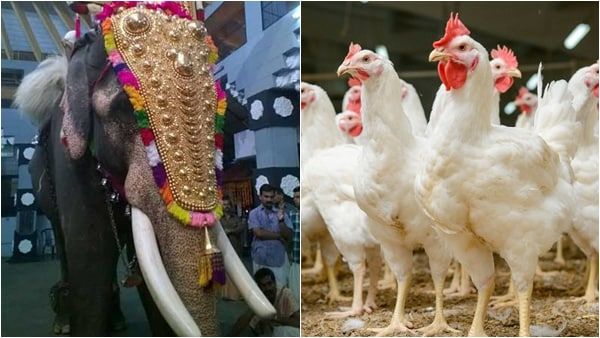 കോഴിയെ ഭയന്ന് ആന, വിചിത്രമായി പഴയന്നൂർ ഭഗവതി ക്ഷേത്രത്തിലെ ശീവേലി