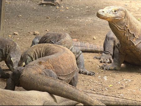 ഉടുമ്പിനെ കൂട്ടബലാത്സംഗം ചെയ്ത നാല് പേര്‍ അറസ്റ്റില്‍; ദൃശ്യങ്ങള്‍ ഫോണില്‍ പകര്‍ത്തി