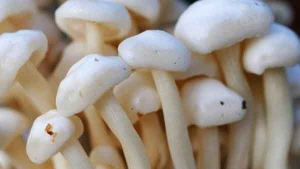 ഭക്ഷ്യയോഗ്യമല്ലാത്ത കൂണുകള്‍ തിരിച്ചറിയാനായില്ല; വിഷ കൂണ്‍ കഴിച്ച് 13 മരണം, നിരവധി പേര്‍ ആശുപത്രിയില്‍