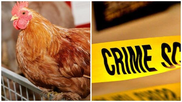 നിരോധനം ലംഘിച്ച് ക്ഷേത്രത്തിൽ കോഴി ബലി, 2 പേർ പൊലീസ് പിടിയിൽ