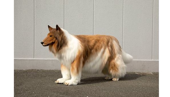 നായ ആവാന്‍ യുവാവ് ചിലവിട്ടത് 12 ലക്ഷം; ഒടുവില്‍ ആഗ്രഹം യാഥാര്‍ത്ഥ്യമായി