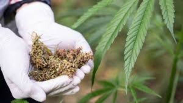 നല്ലത് വേറെ വരുമെന്ന് വിശ്വസിച്ചു; കഞ്ചാവ് ലഹരിയില്‍ യുവാവ് സ്വന്തം ജനനേന്ദ്രിയം മുറിച്ചുമാറ്റി