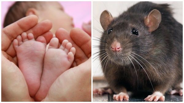 ആശുപത്രിയില്‍ നവജാത ശിശുവിനെ എലി കരണ്ട സംഭവം: അന്വേഷണത്തിന് ഉത്തരവിട്ടു;തെളിഞ്ഞാൽ നിയമ നടപടി