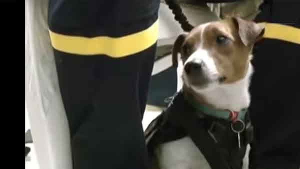 കണ്ടെത്തിയത് 200 ലധികം കുഴിബോംബുകള്‍; പാട്രോണ്‍ നായയെ ആദരിച്ച് സെലെന്‍സ്‌കി