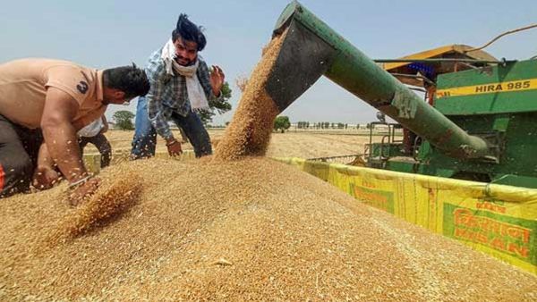 ഗോതമ്പ് കയറ്റുമതി അടിയന്തരമായി നിർത്തിവെച്ച് ഇന്ത്യ