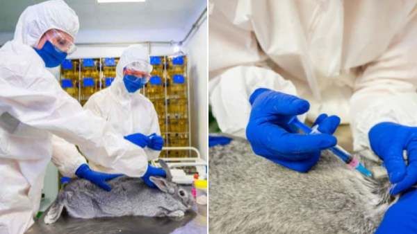 അനോകോവാക്സ്; മൃഗങ്ങൾക്കായുള്ള കോവിഡ് വാക്സിൻ പുറത്തിറക്കി ഇന്ത്യ