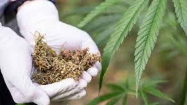 കഞ്ചാവ് ബാധ്യതയായാല്‍ എന്തുചെയ്യും? കൂട്ടിയിട്ട് കത്തിക്കുക തന്നെ; 550 കിലോ കഞ്ചാവ് കത്തിച്ചുകളഞ്ഞ് പൊലീസ്