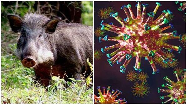 കാട്ടുപന്നികള്‍ കൂട്ടത്തോടെ ചത്തു; കേരളത്തിൽ ആന്ത്രാക്‌സ് രോഗ ബാധ; ലക്ഷണങ്ങൾ ഇവയാണ്