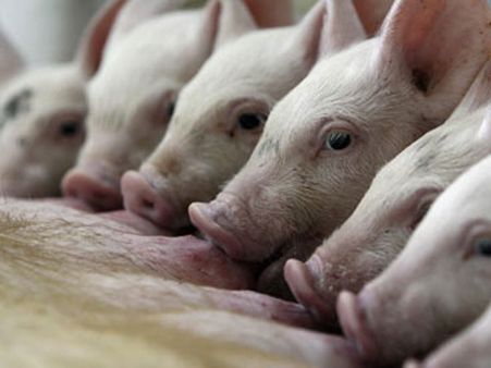 എന്താണ് ആഫ്രിക്കന്‍ പന്നിപ്പനി; മനുഷ്യരിലേക്ക് പടരുമോ? രോഗലക്ഷണങ്ങള്‍, അറിയേണ്ട കാര്യങ്ങള്‍