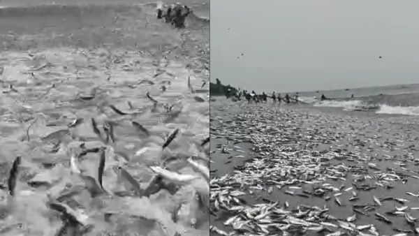 അടിച്ചുകയറിയത് തിരയല്ല, ഒന്നാന്തരം 'മത്തി' ; തിരൂര്‍ ചാകര വൈറല്‍