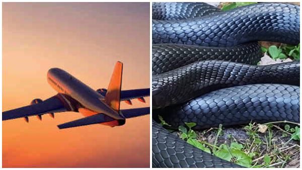 ഭക്ഷണം കഴിക്കാനിരുന്ന ക്യാബിന്‍ ക്രൂ ഞെട്ടി; തുര്‍ക്കിഷ് വിമാനത്തില്‍ കണ്ടത്....സംഭവം ഇങ്ങനെ