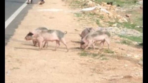 ആശങ്ക മാറുന്നില്ല; വയനാട്ടില്‍ പന്നിപ്പനിയില്‍ കര്‍ഷകര്‍ക്ക് പേടി, 3 ഫാമുകളിലെ പന്നികള്‍ക്ക് ദയാവധം