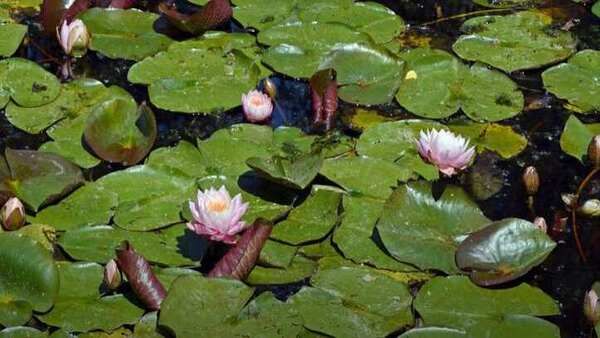 ഒളിഞ്ഞിരിക്കുന്ന ഒരു തവള ഈ ചിത്രത്തിലുണ്ട്; 36 സെക്കന്‍ഡിനുള്ളില്‍ കണ്ടെത്തണം, വൈറലായി ചിത്രം