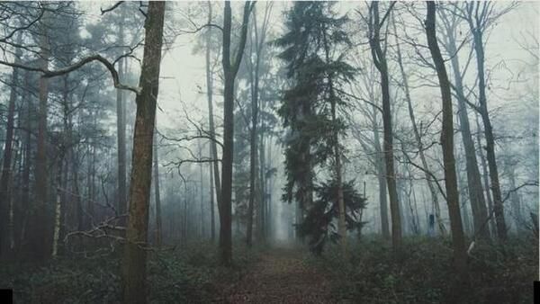 ഘോരവനത്തില്‍ ഒളിഞ്ഞിരിപ്പുണ്ട് സൂതശാലിയായ മൃഗം, കണ്ടെത്താമോ? 29 സെക്കന്‍ഡ് തരാം, ചിത്രം വൈറല്‍